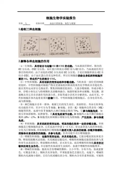 细胞生物学实验报告