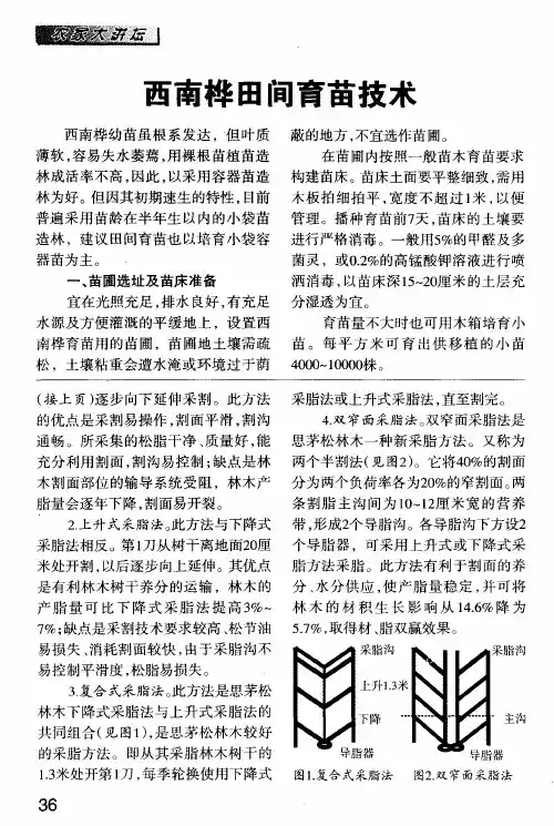 西南桦田间育苗技术