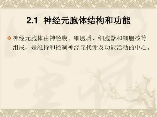 神经生物学神经元与胶质细胞课件.ppt