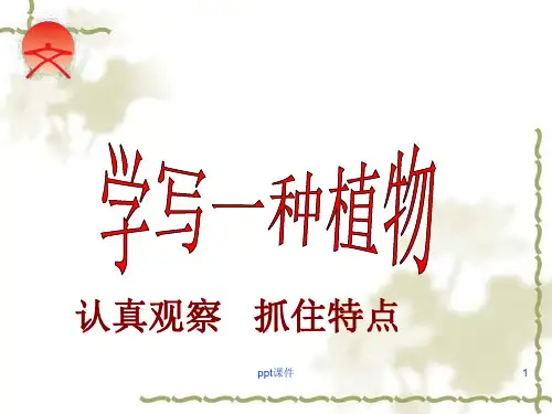 习作--学写一种植物向日葵  ppt课件
