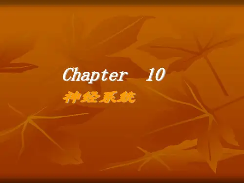 神经系统—神经元和神经胶质细胞的功能