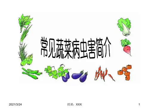 蔬菜常见病虫害识别与防治PPT课件