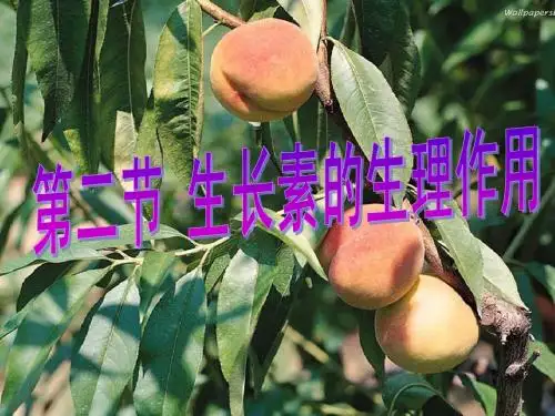 生长素的生理作用01