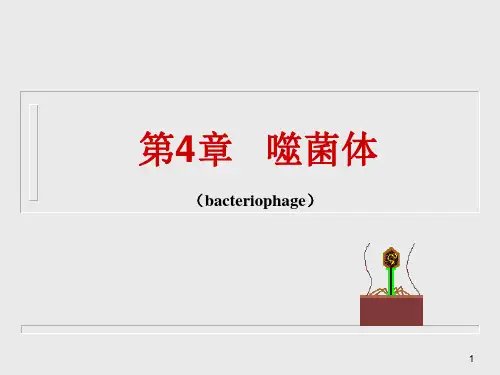医学微生物学第四章 噬菌体