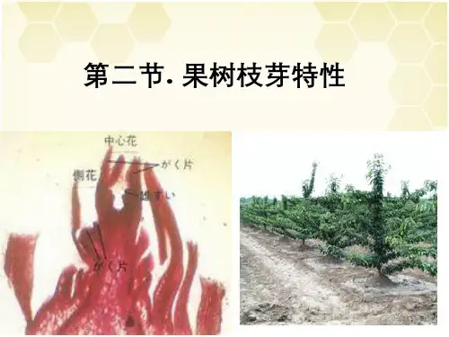 果树枝芽特性