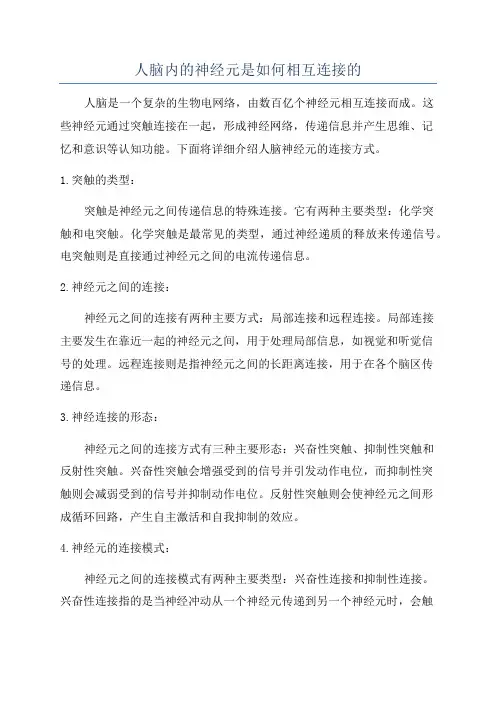 人脑内的神经元是如何相互连接的