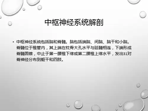 中枢神经系统解剖PPT课件