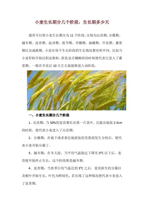 小麦生长期分几个阶段,生长期多少天