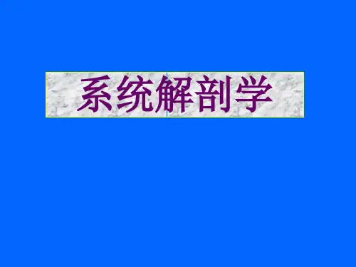 系统解剖学