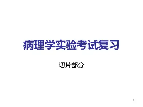 临床专业病理学实验考试切片复习PPT课件