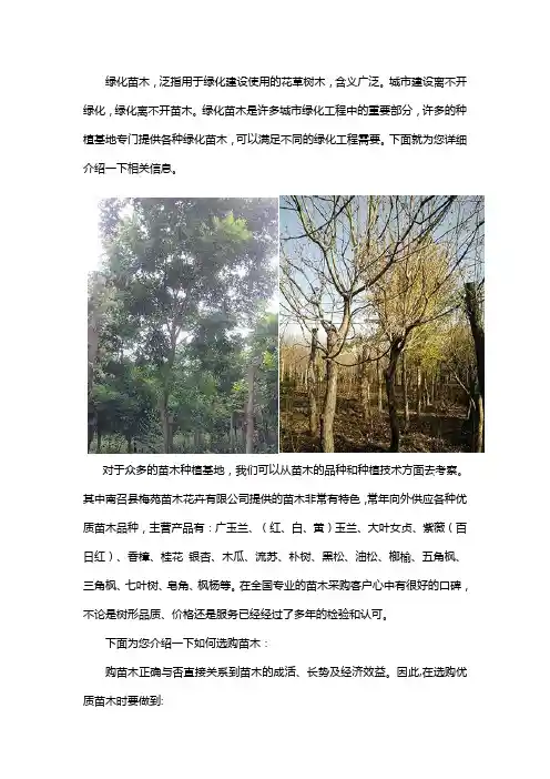 绿化苗木种植基地 品种齐全