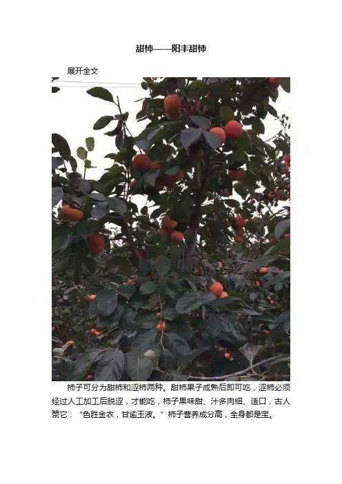 甜柿——阳丰甜柿