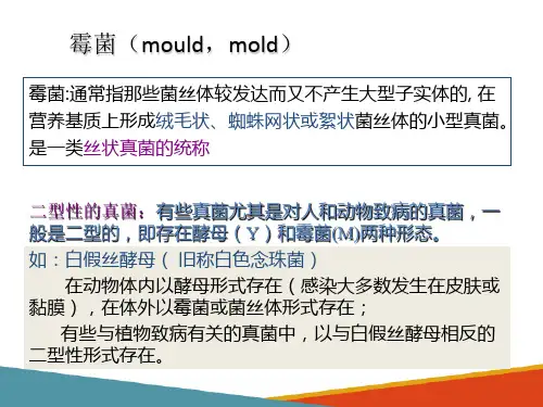 真菌的培养技术—霉菌的形态及菌落特征