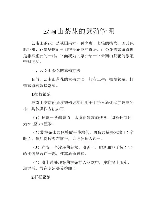 云南山茶花的繁殖管理