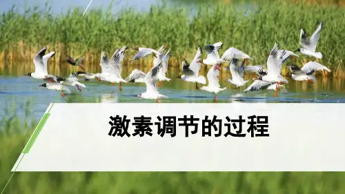 激素调节的过程