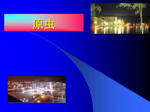 原虫概论阿米巴
