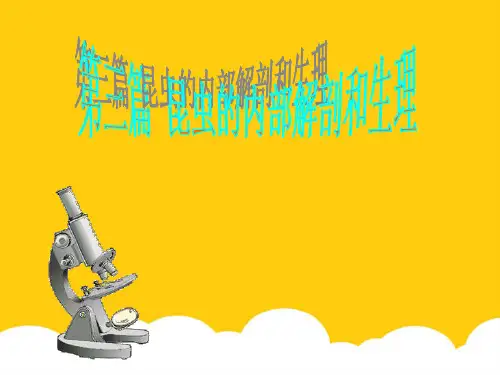 昆虫的内部解剖和生理实用PPT文档