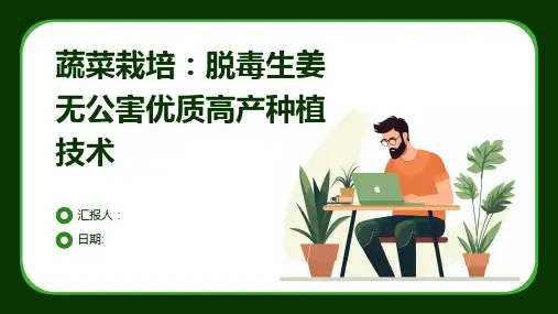 蔬菜栽培：脱毒生姜无公害优质高产种植技术