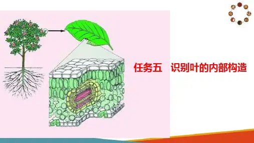 识别药用植物的显微构造—识别叶的内部构造