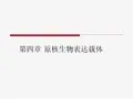 原核生物表达载体