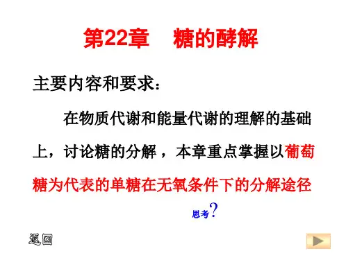 糖酵解