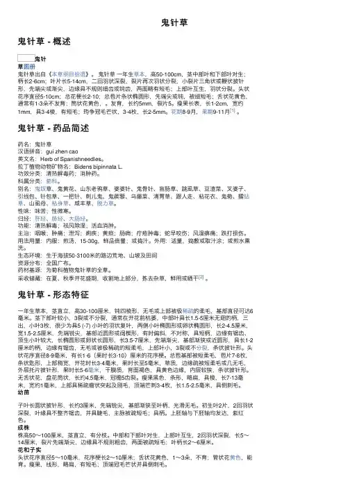鬼针草——精选推荐