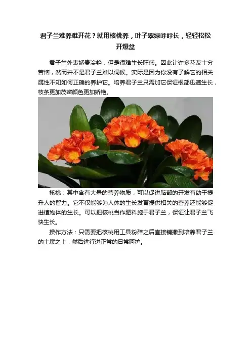 君子兰难养难开花？就用核桃养，叶子翠绿呼呼长，轻轻松松开爆盆