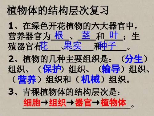 单细胞生物课件(人教版生物)