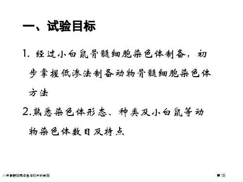 小鼠骨髓细胞染色体标本的制备