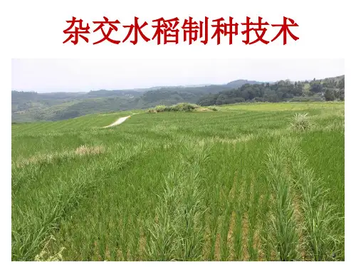 杂交水稻制种技术ppt课件