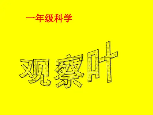 一年级上册科学课件-1.3 观察叶(21) l 教科版 (共23张PPT)