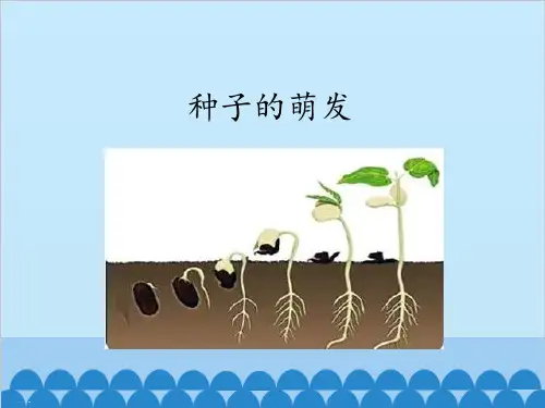 三年级下册优秀科学课件-种子的萌发 湘科版(PPT35页)