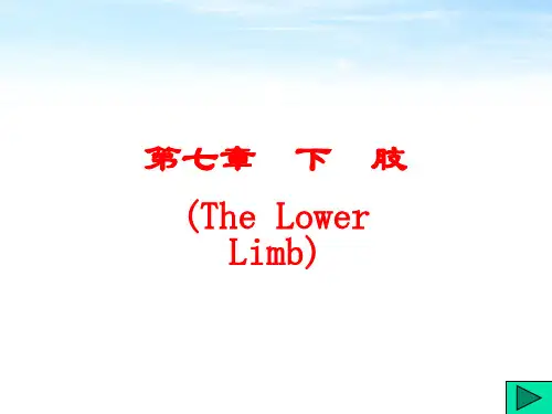下肢解剖学课件