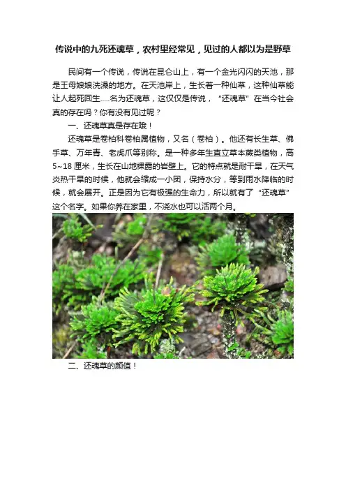 传说中的九死还魂草，农村里经常见，见过的人都以为是野草