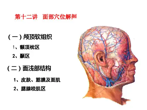 第十二讲  头面部穴位解剖