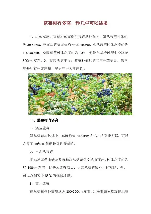 蓝莓树有多高,种几年可以结果