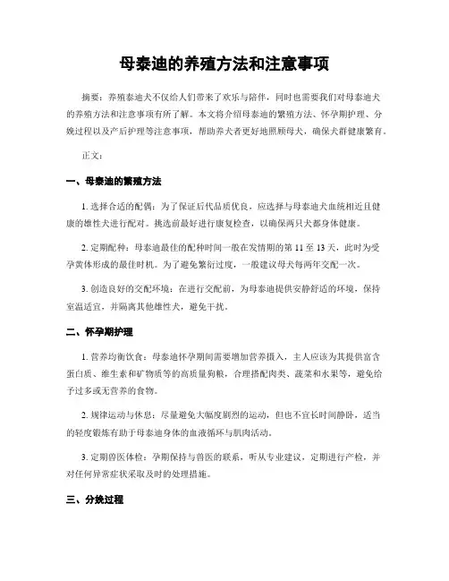母泰迪的养殖方法和注意事项
