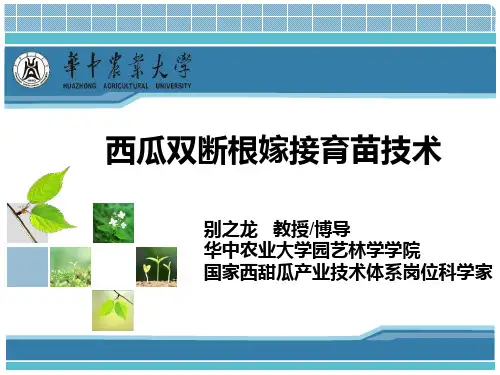 西瓜双断根嫁接技术