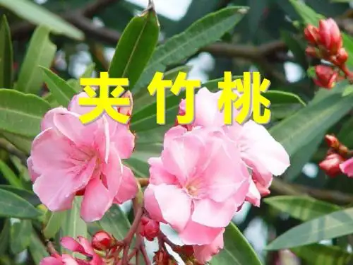 《夹竹桃》PPT课件5 (共25张PPT)