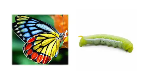 部编版语文二年级下册22课《小毛虫》教学课件ppt