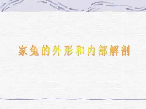兔的解剖