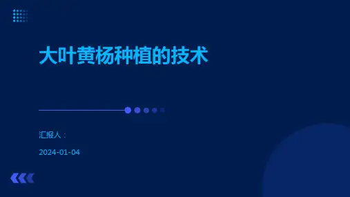大叶黄杨种植的技术