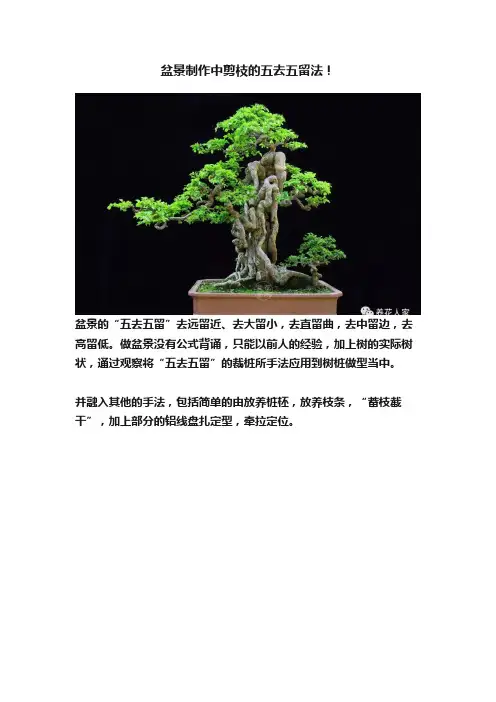 盆景制作中剪枝的五去五留法！