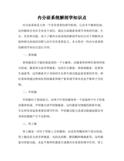 内分泌系统解剖学知识点