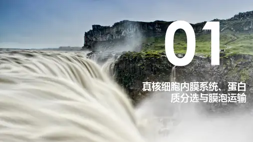 真核细胞内膜系统、蛋白质分选与膜泡运输