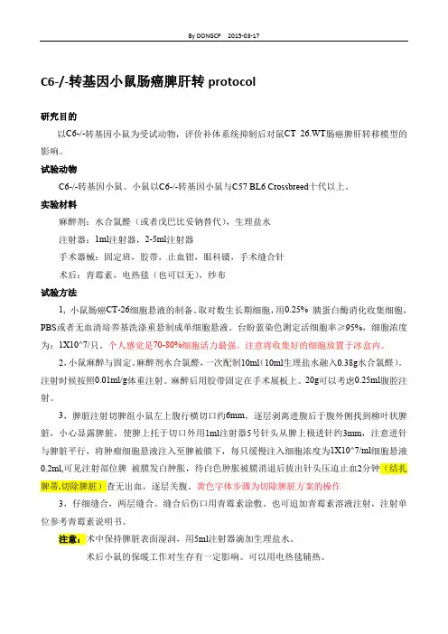 小鼠结肠癌肝转移模型的构建