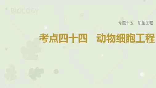 2023届高考生物一轮专题复习课件：动物细胞工程 