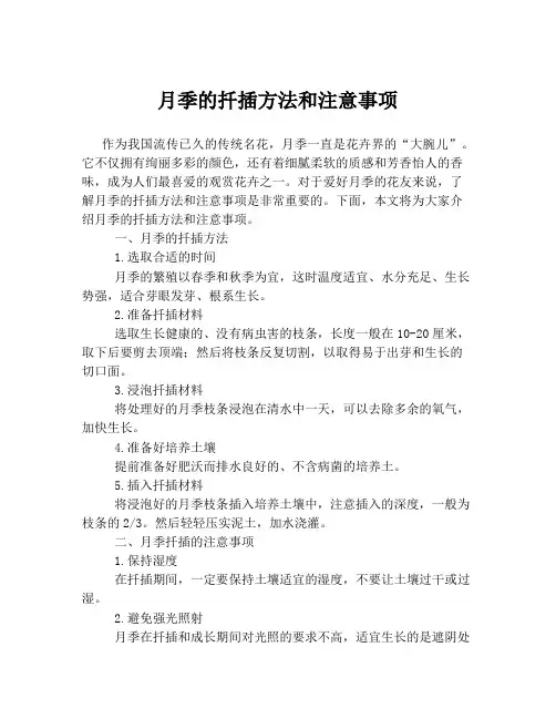 月季的扦插方法和注意事项