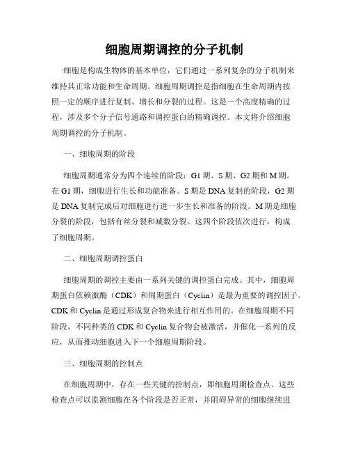 细胞周期调控的分子机制