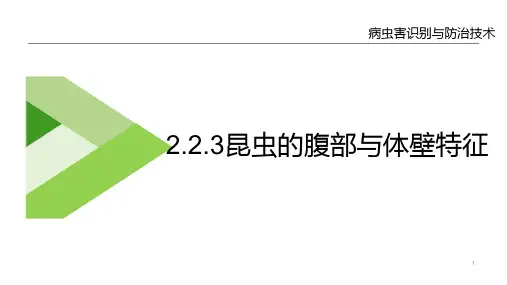 农业昆虫识别技术—昆虫的形态识别